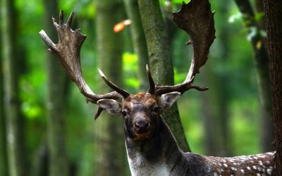 Gorgeous fallow buck trophies in Hungary