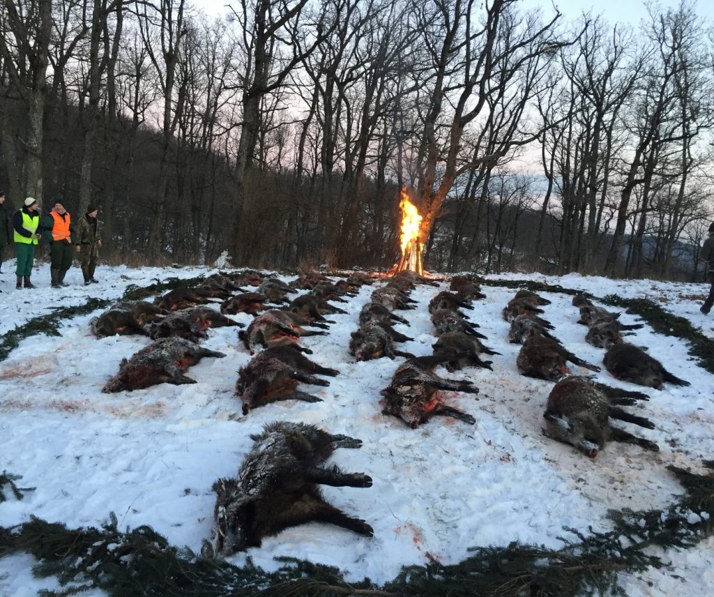 Driven hunt