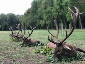 Red deer in Hungary